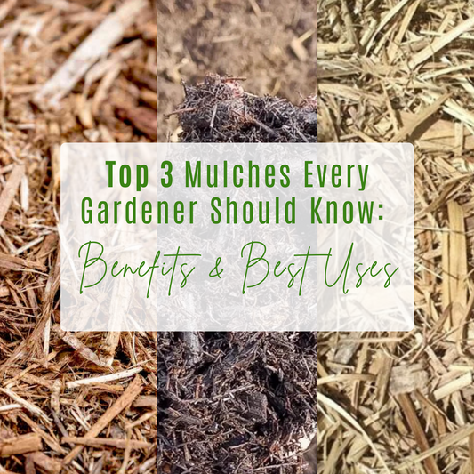 Top 3 Mulches Every Gardener Should Know