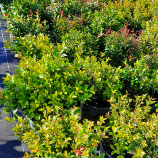 Kingdom Horticulture