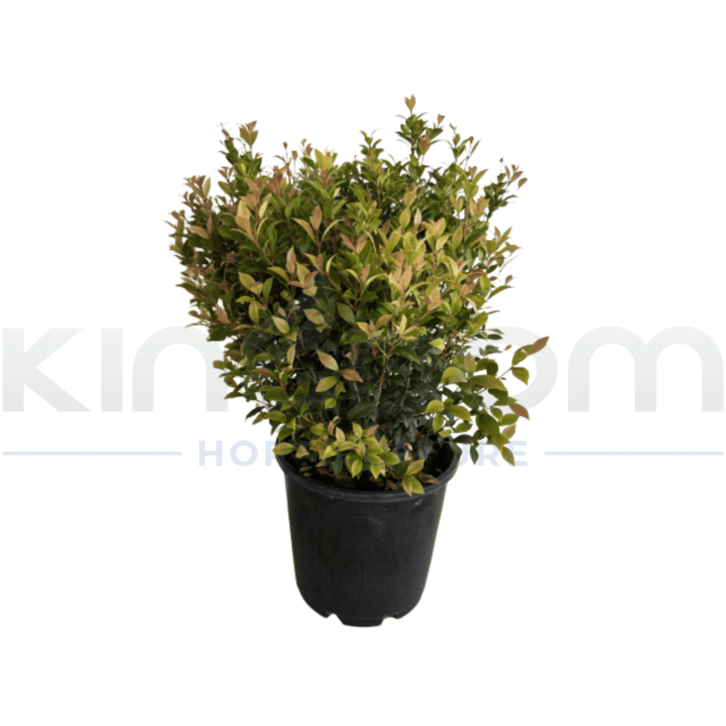 Acmena smithii "Allyn Magic" - Kingdom Horticulture Kingdom Horticulture