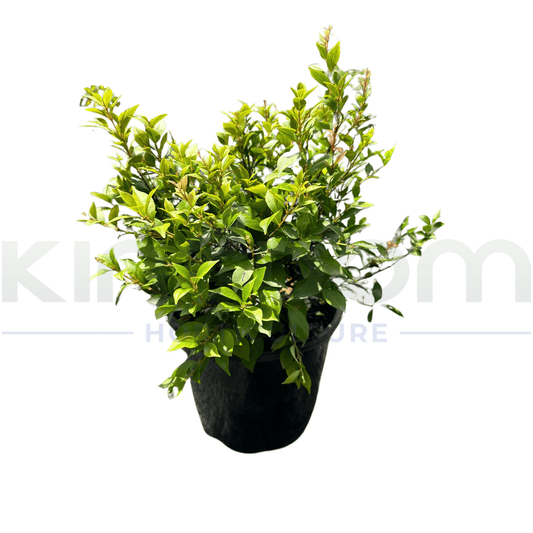 Acmena smithii  "Allyn Magic" - Kingdom Horticulture Kingdom Horticulture