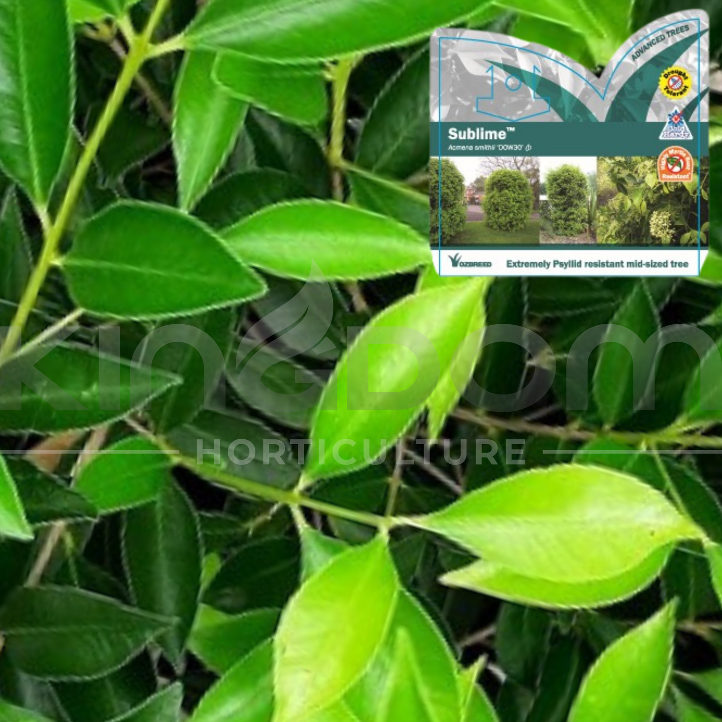 Acmena smithii 'Sublime' Kingdom Horticulture