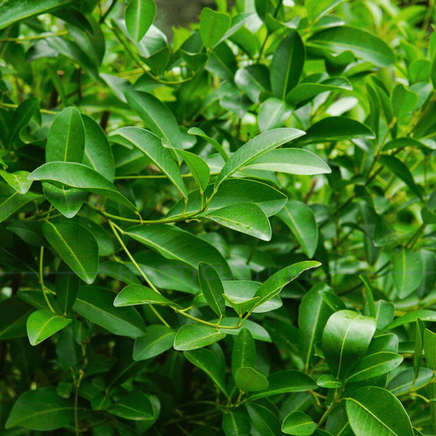 Acronychia imperforata 'Fraser Island apple' | Multiple Sizes - Kingdom Horticulture Kingdom Horticulture