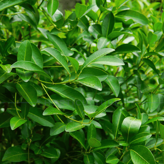 Acronychia imperforata 'Fraser Island apple' | Multiple Sizes - Kingdom Horticulture Kingdom Horticulture