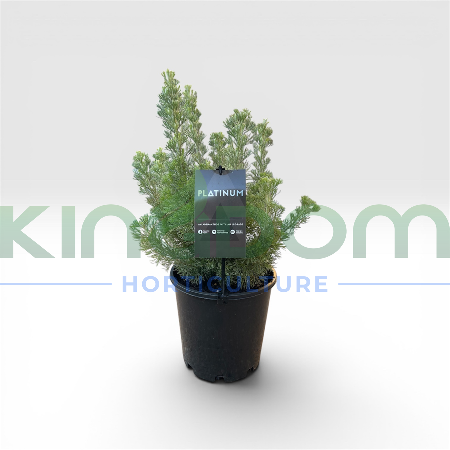 Adenanthos sericeus 'Platinum' Kingdom Horticulture