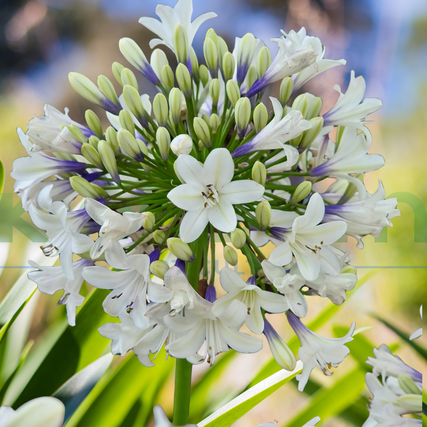 Agapanthus 'Ever Sparkle' Kingdom Horticulture