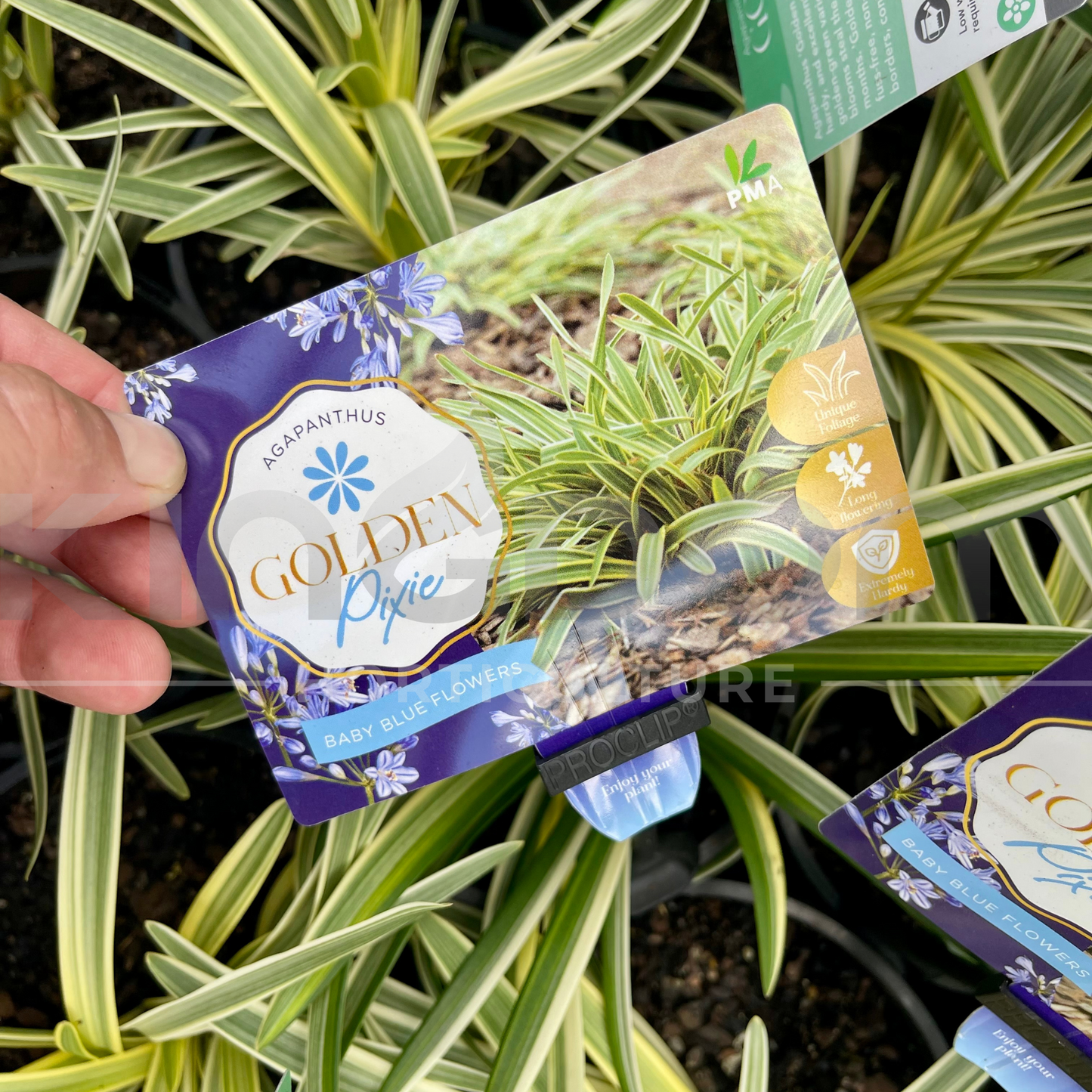 Agapanthus 'Golden Pixie' Dwarf Kingdom Horticulture