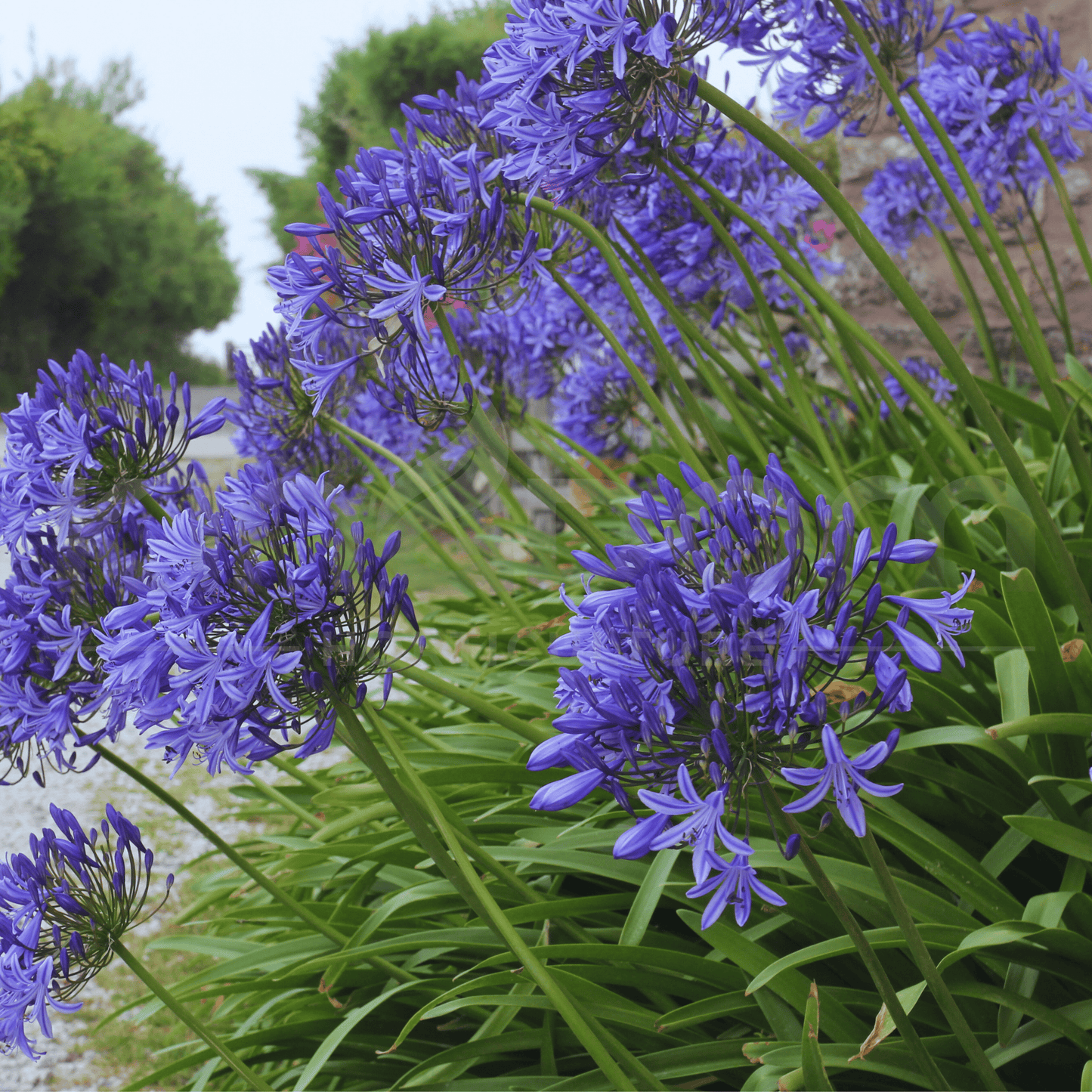 Agapanthus orientalis 'Blue' | Multiple Sizes - Kingdom Horticulture Kingdom Horticulture