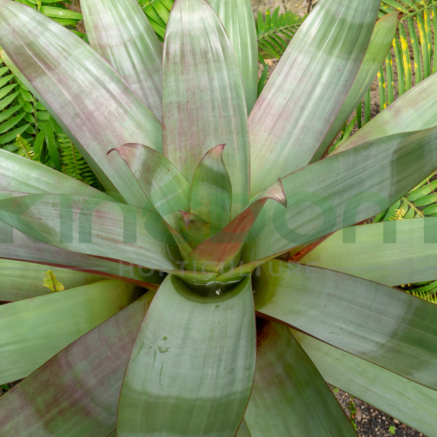 Alcantarea extensa Kingdom Horticulture