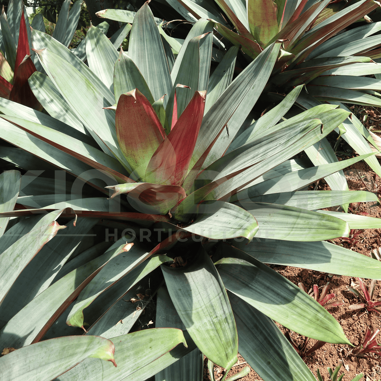 Alcantarea imperialis 'Rubra' | Multiple Sizes - Kingdom Horticulture Kingdom Horticulture