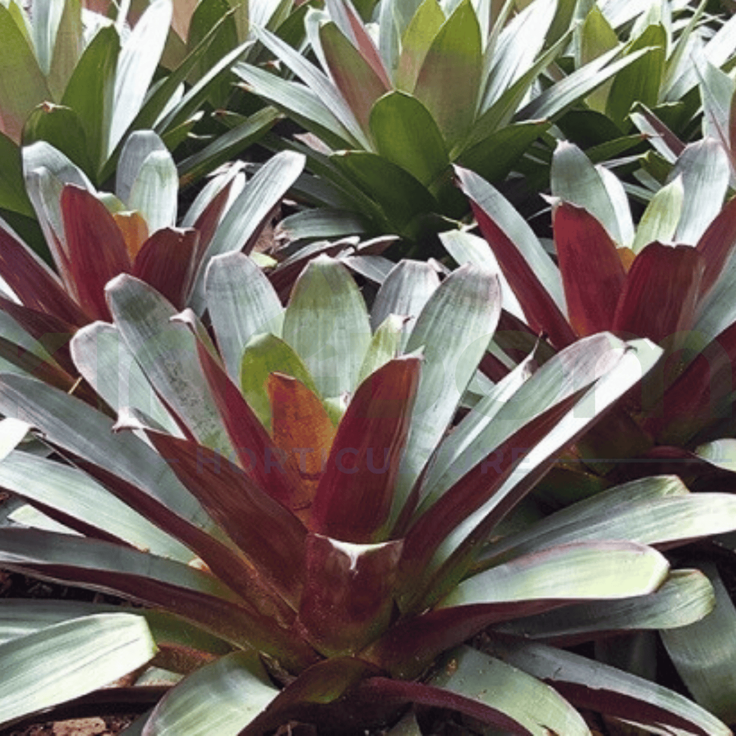 Alcantarea imperialis 'Silver Plum' Bromeliad | Multiple Sizes - Kingdom Horticulture Kingdom Horticulture