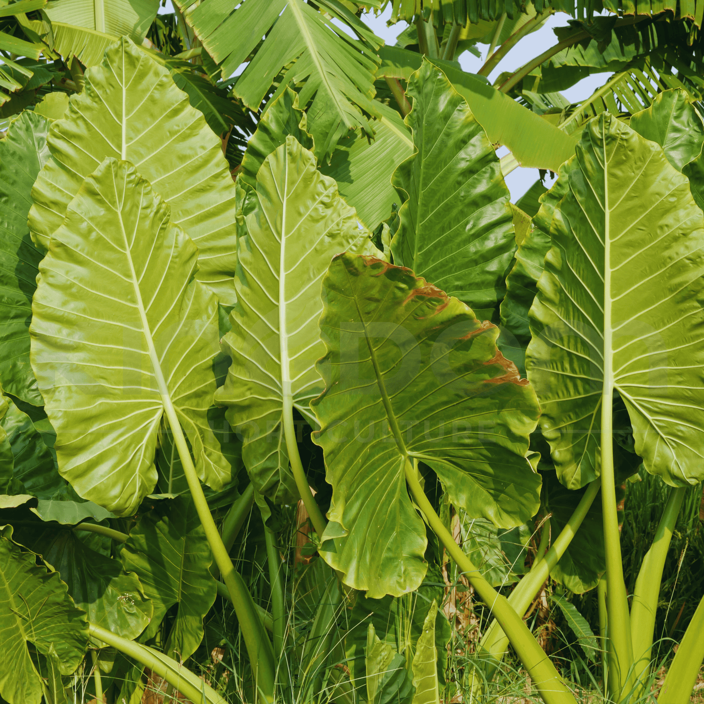 Alocasia macrorrhizos 'Giant Elephant Ear' | Multiple Sizes - Kingdom Horticulture Kingdom Horticulture
