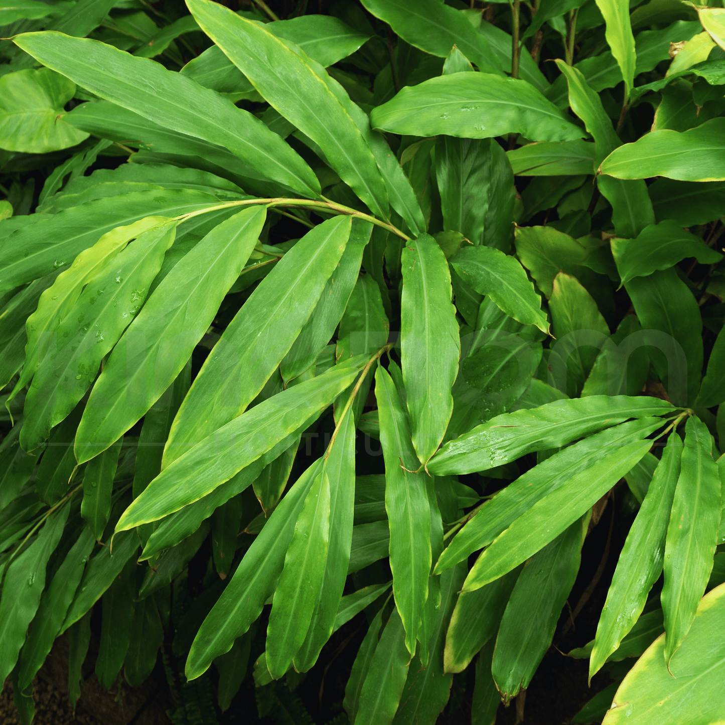 Alpinia nutans 'Dwarf Cardomom/Cardamom Leaf' | Multiple Sizes - Kingdom Horticulture Kingdom Horticulture