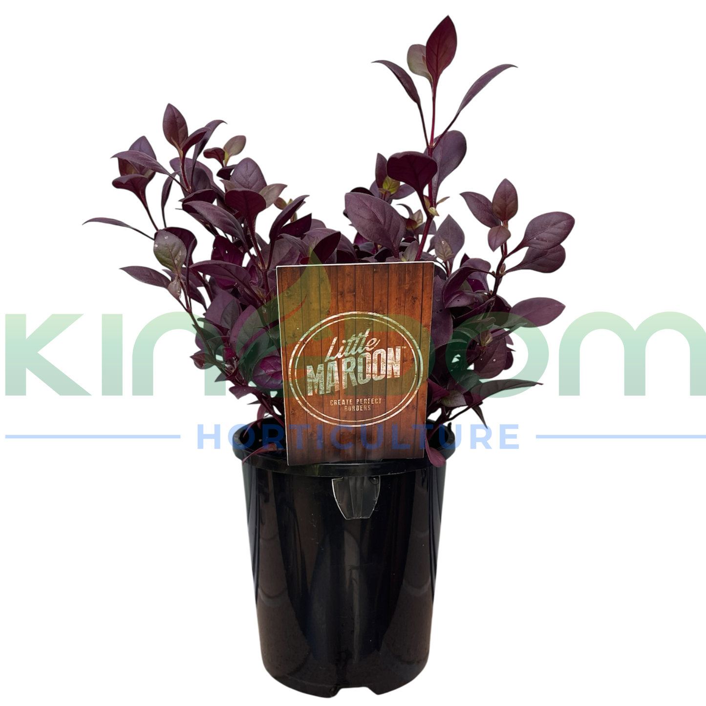 Alternanthera dentata 'Little Maroon' Kingdom Horticulture