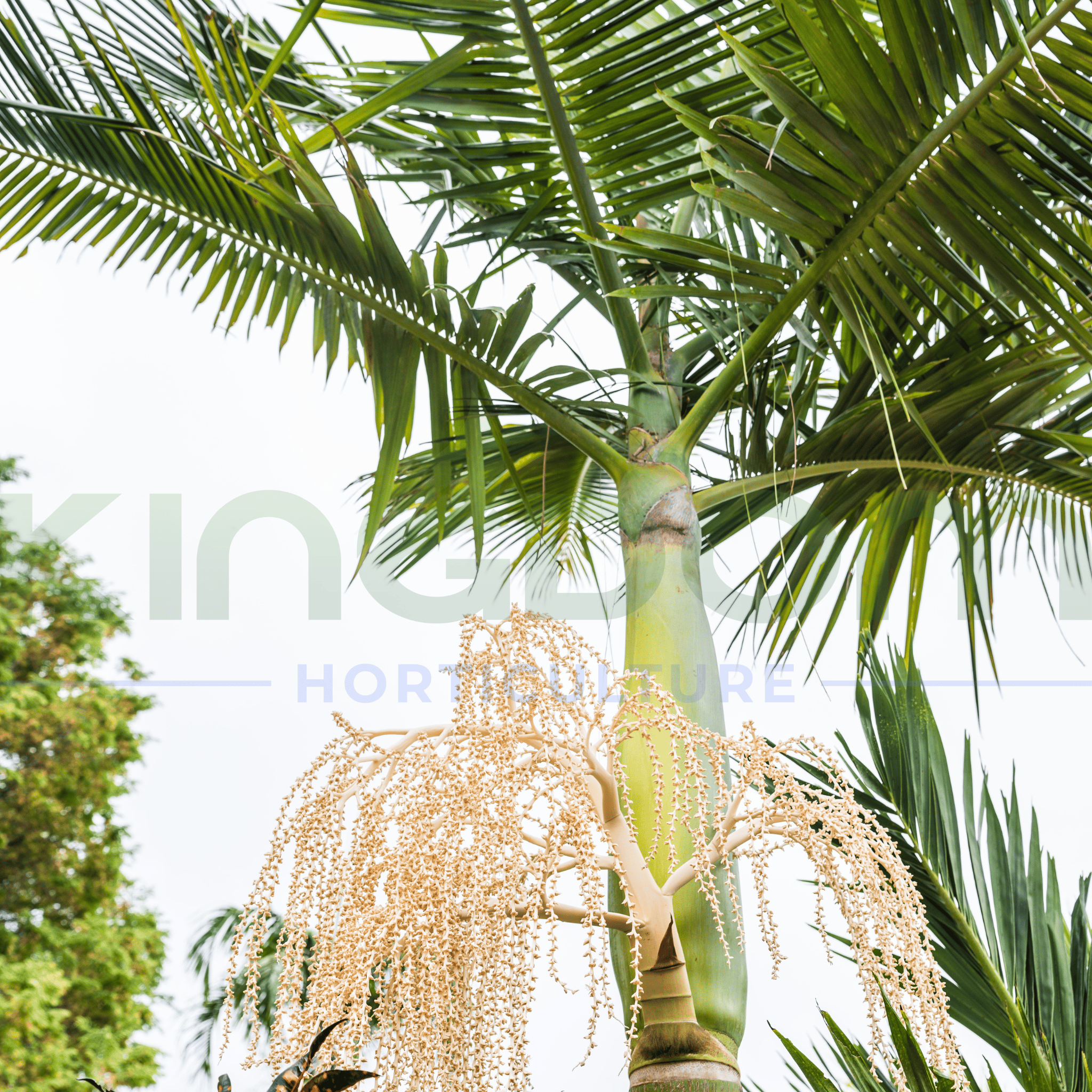 Alexandra Palm | Archontophoenix alexandrae