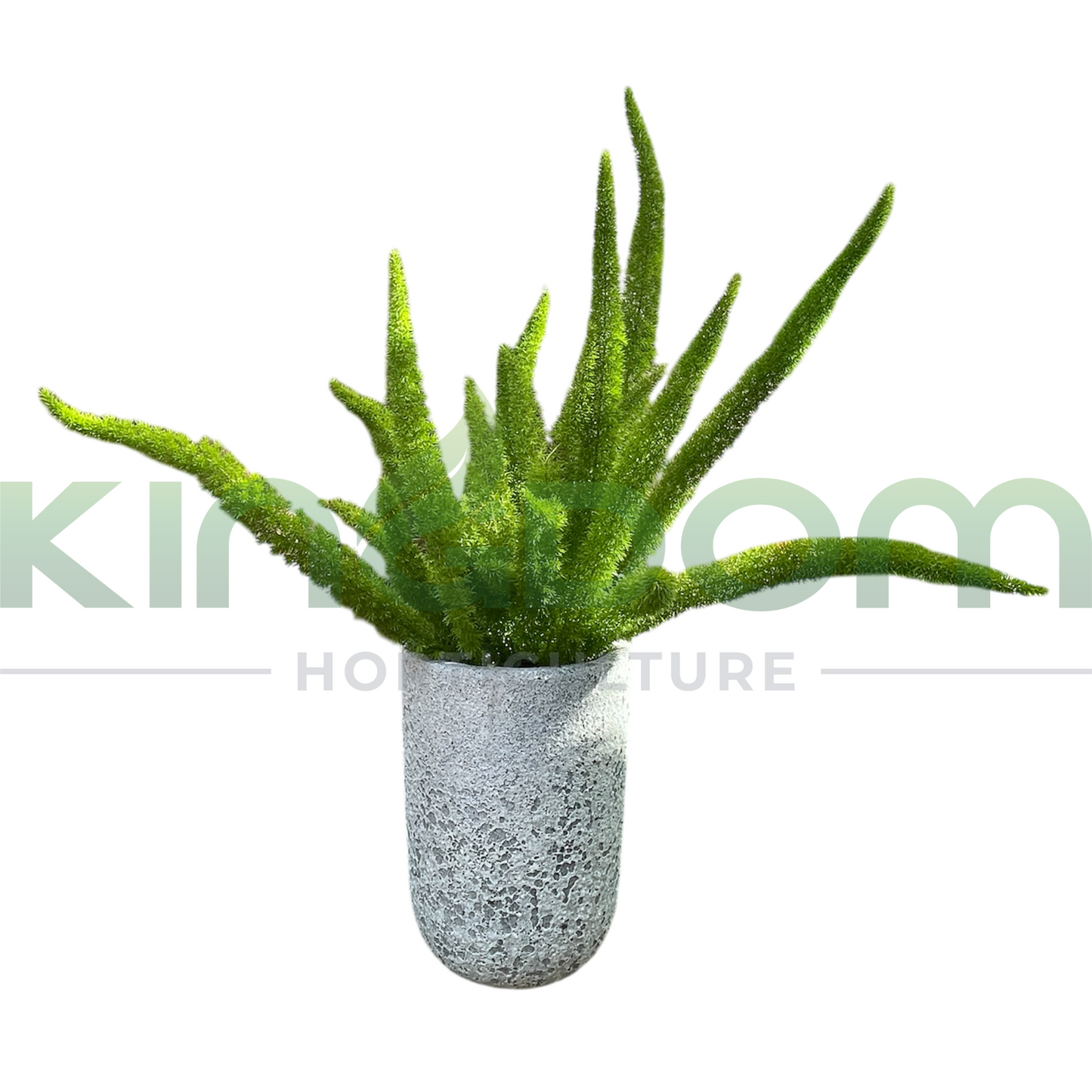 Asparagus densiflorus 'Meyersii' 'Foxtail Fern' Kingdom Horticulture