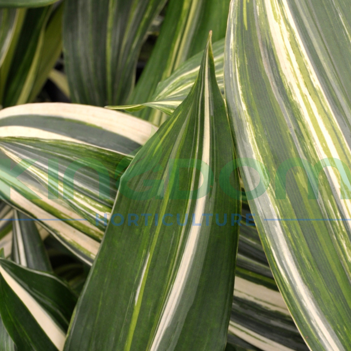 Aspidistra elatior 'Variegata' Kingdom Horticulture