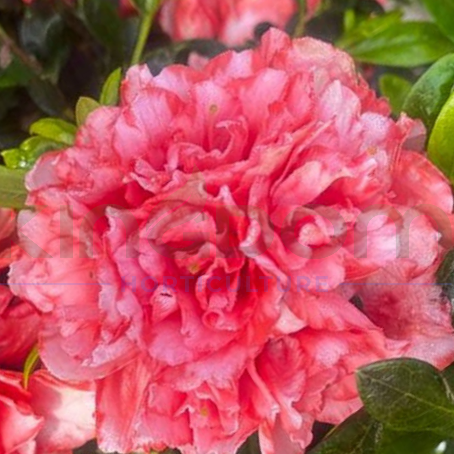 Azalea Hybrid 'Nice Surprise' 140mm - Kingdom Horticulture Kingdom Horticulture