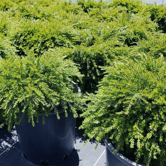 Babingtonia virgata 'La Petite' 200mm - Kingdom Horticulture Kingdom Horticulture