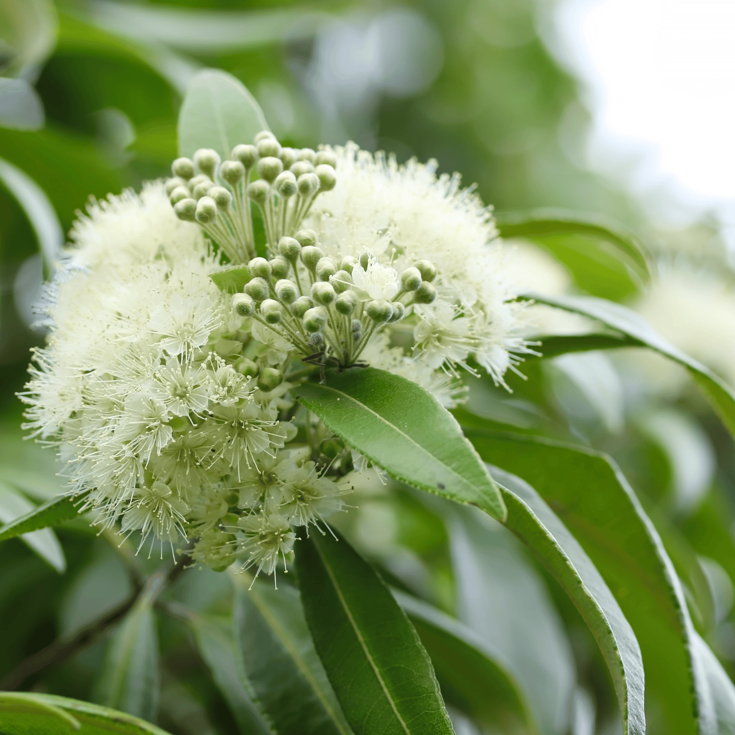 Backhousia citriodora 'Lemon Myrtle' | Multiple Sizes - Kingdom Horticulture Kingdom Horticulture