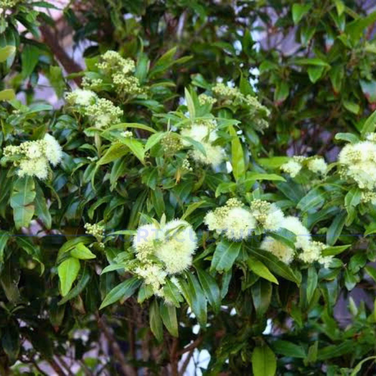 Backhousia myrtifolia 'Cinnamon Myrtle' | Multiple Sizes - Kingdom Horticulture Kingdom Horticulture