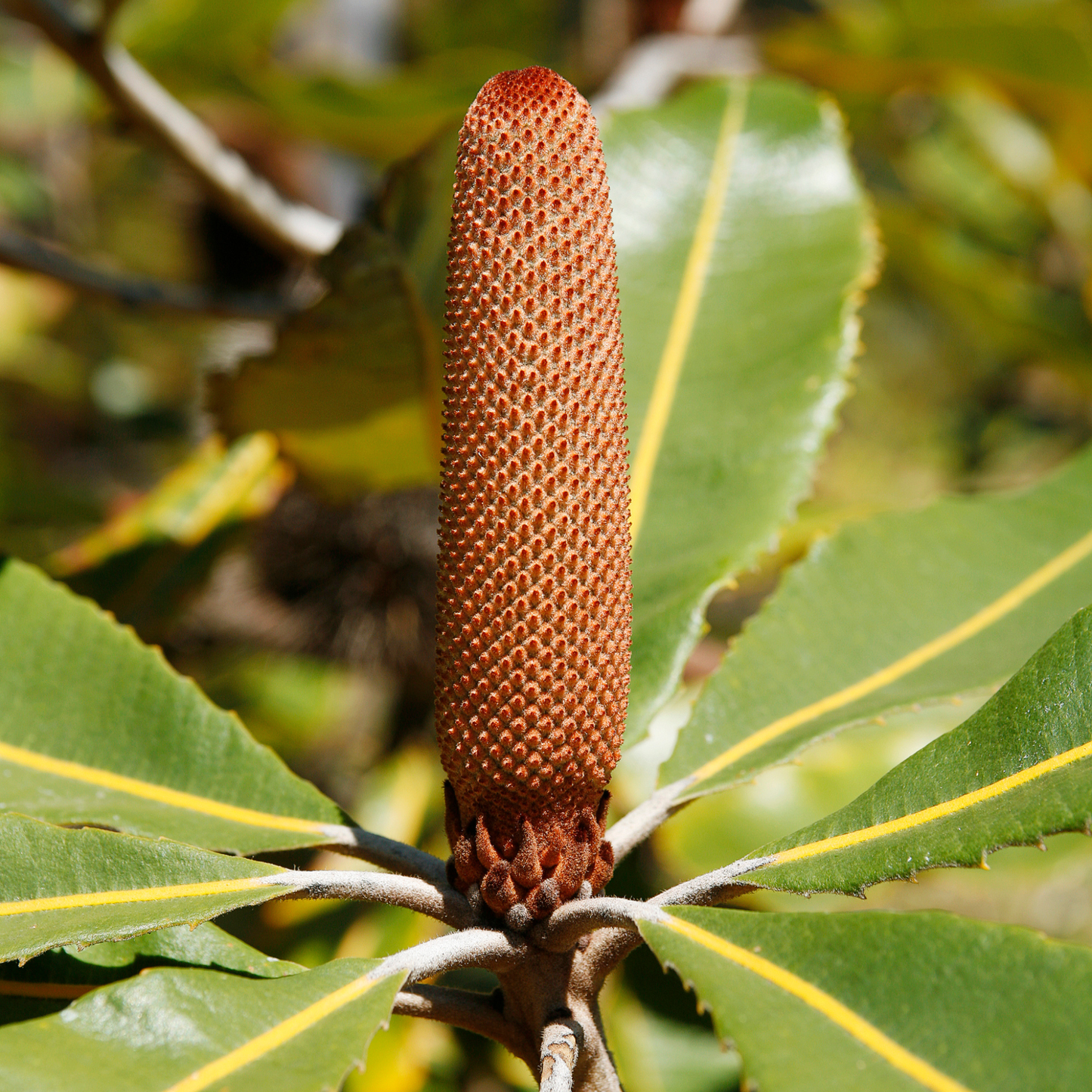 Banksia robur 'Swamp Banksia' Kingdom Horticulture