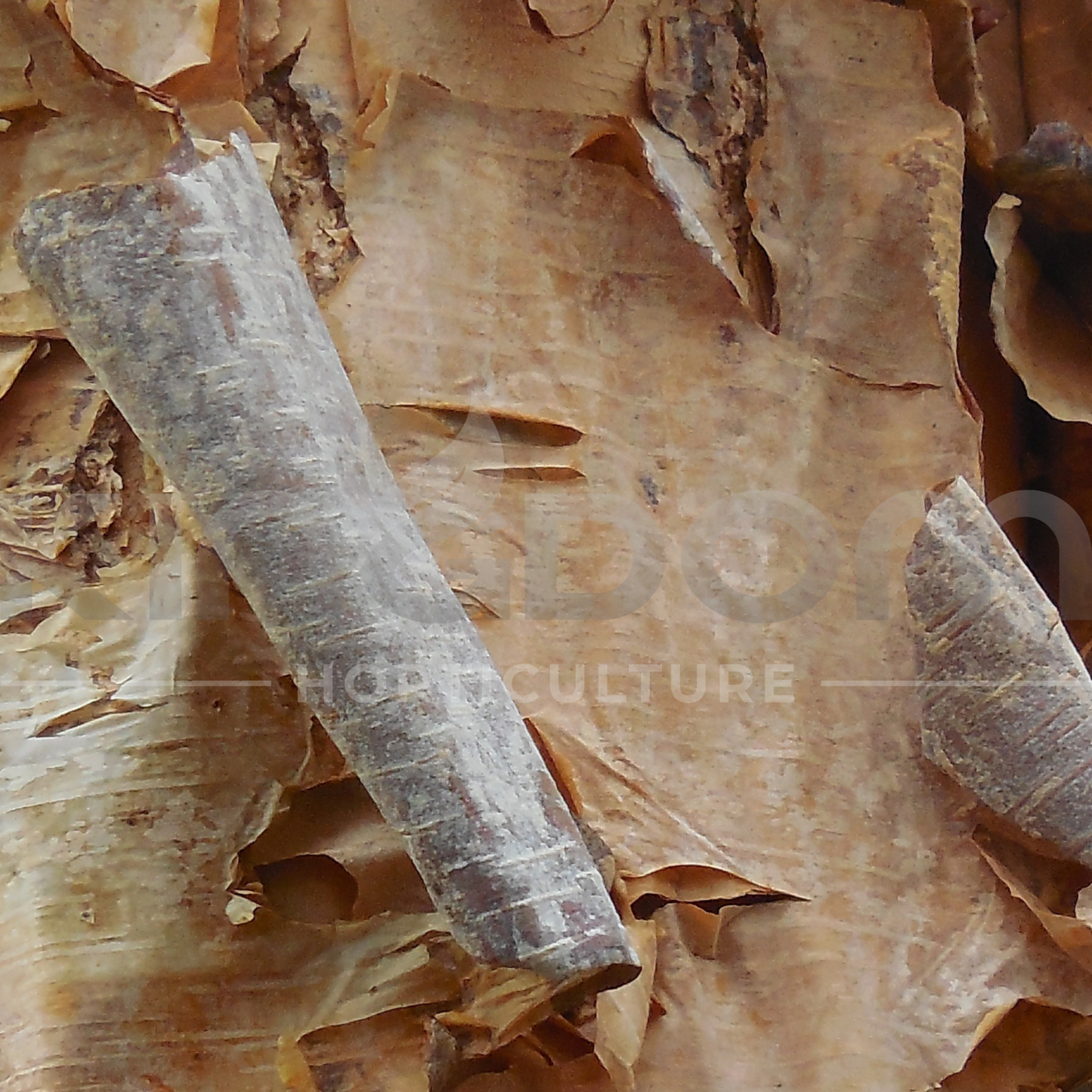 Betula pendula ‘Silver Birch’ Kingdom Horticulture