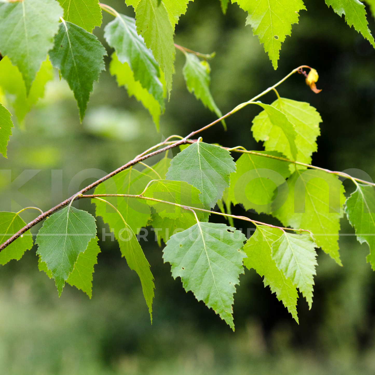 Betula pendula ‘Silver Birch’ Kingdom Horticulture
