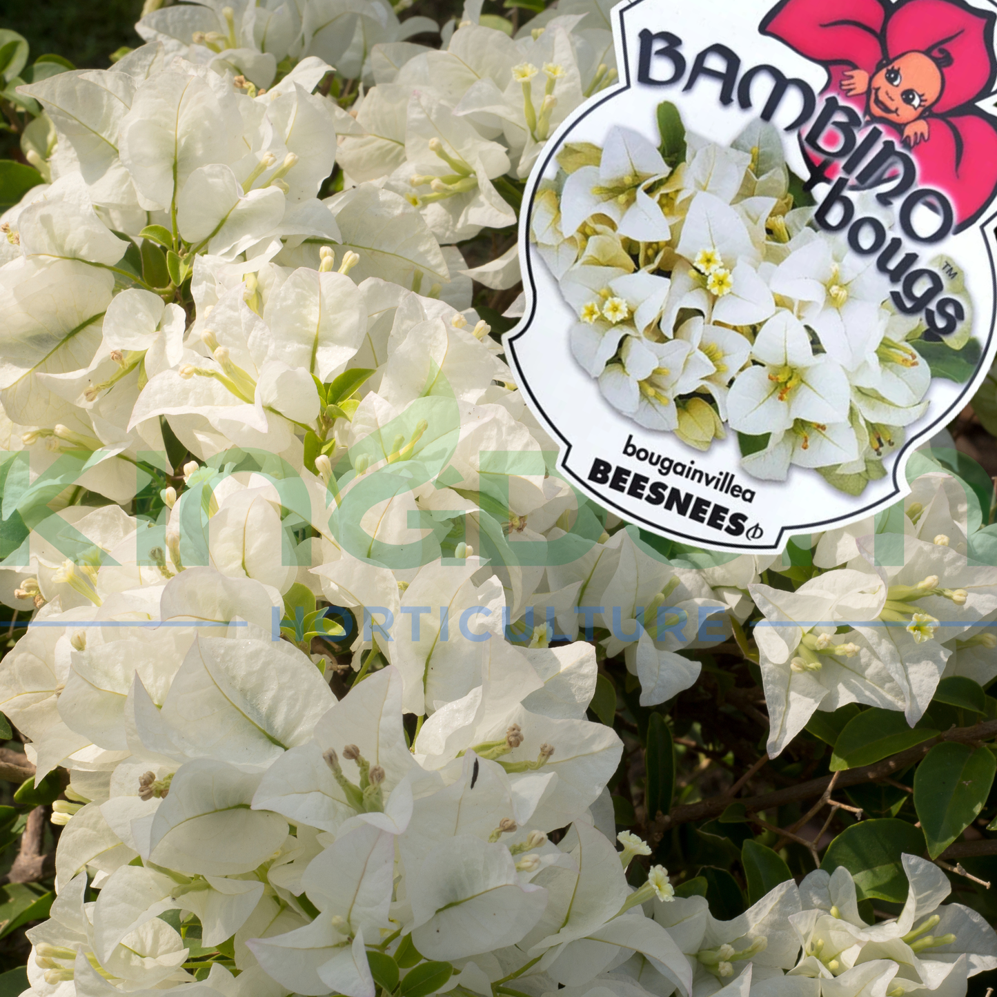 Bougainvillea Bambino™ 'Beesnees' Kingdom Horticulture