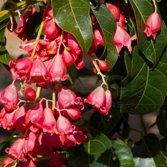 Brachychiton Jerilderie 'Red Grafted' | Multiple Sizes - Kingdom Horticulture Kingdom Horticulture