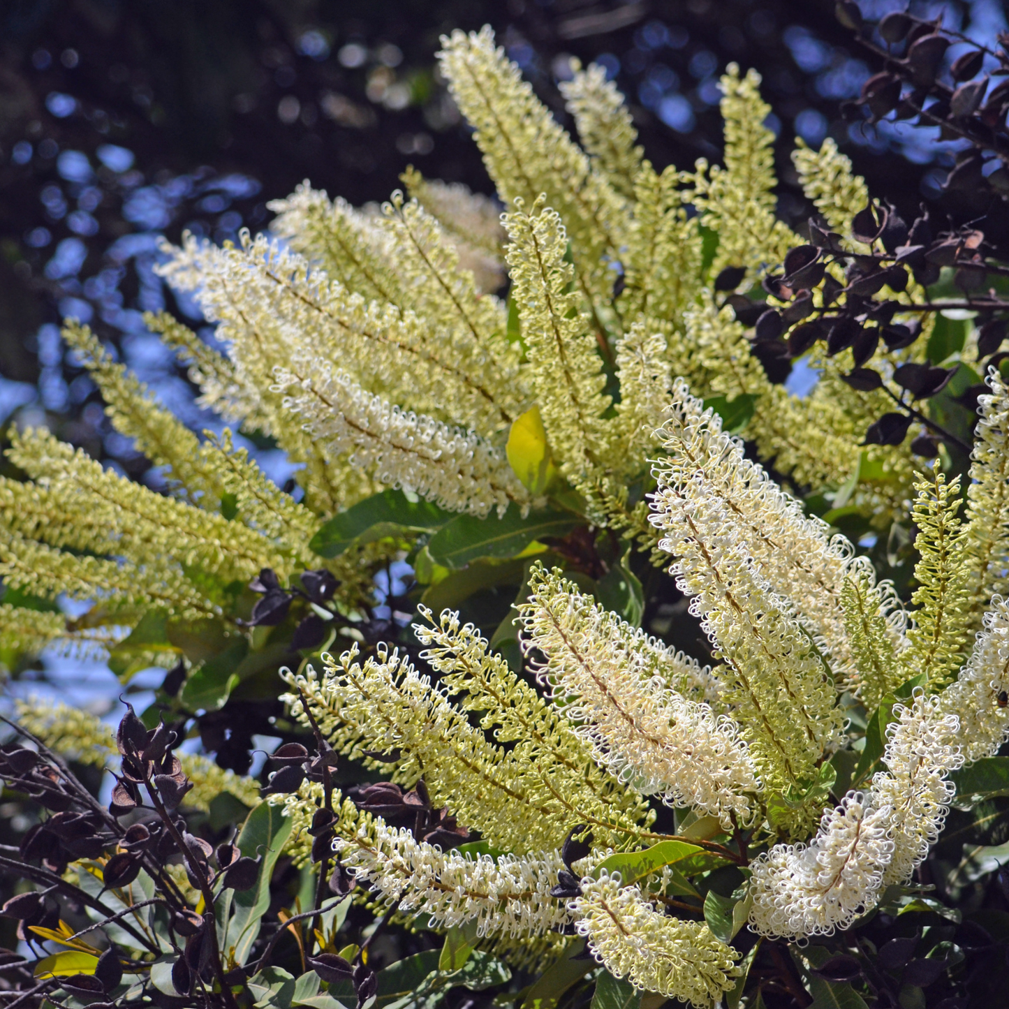Buckinghamia celsissima ‘Ivory Curl’ Kingdom Horticulture
