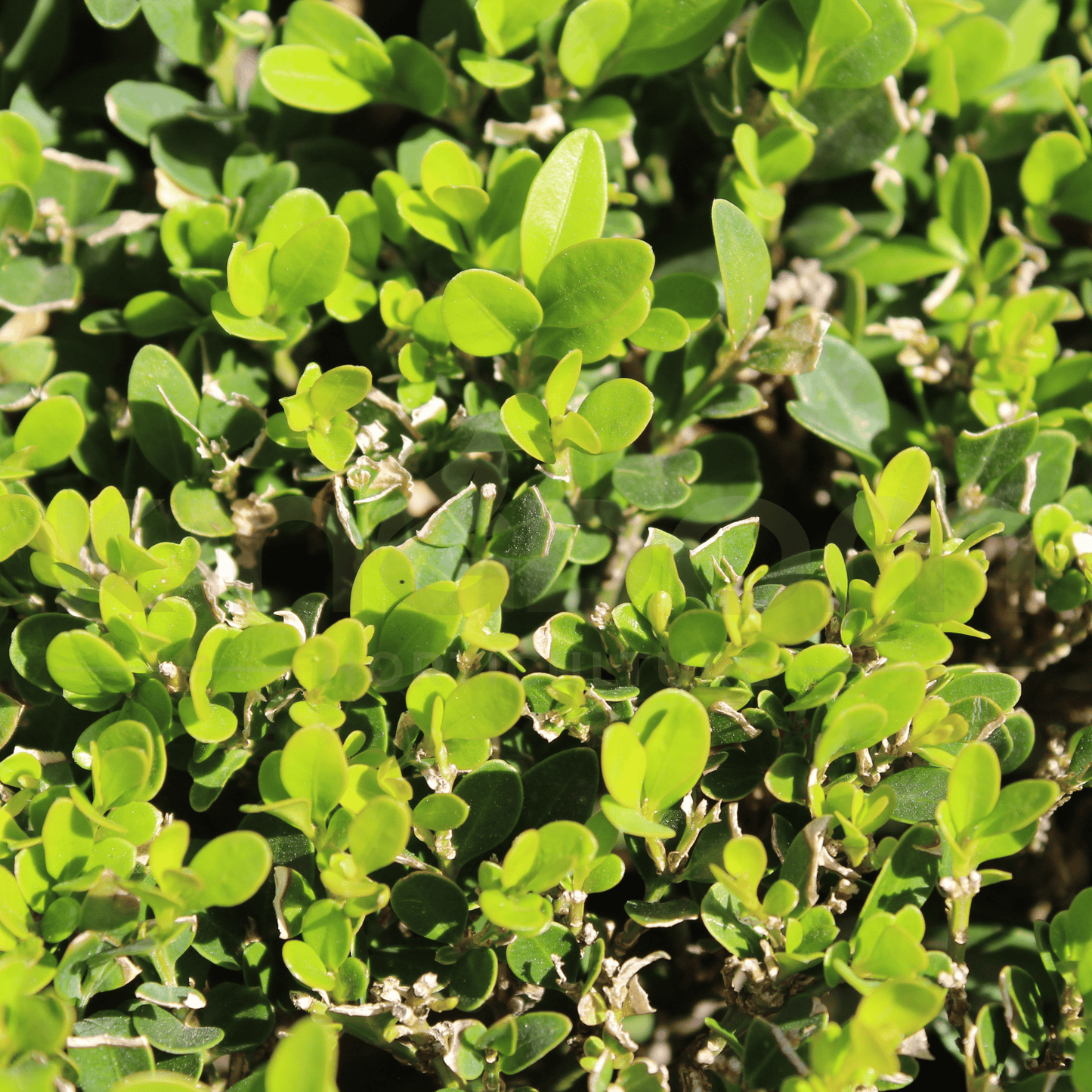 Buxus microphylla japonica "Japanese Box" | Multiple Sizes - Kingdom Horticulture Kingdom Horticulture