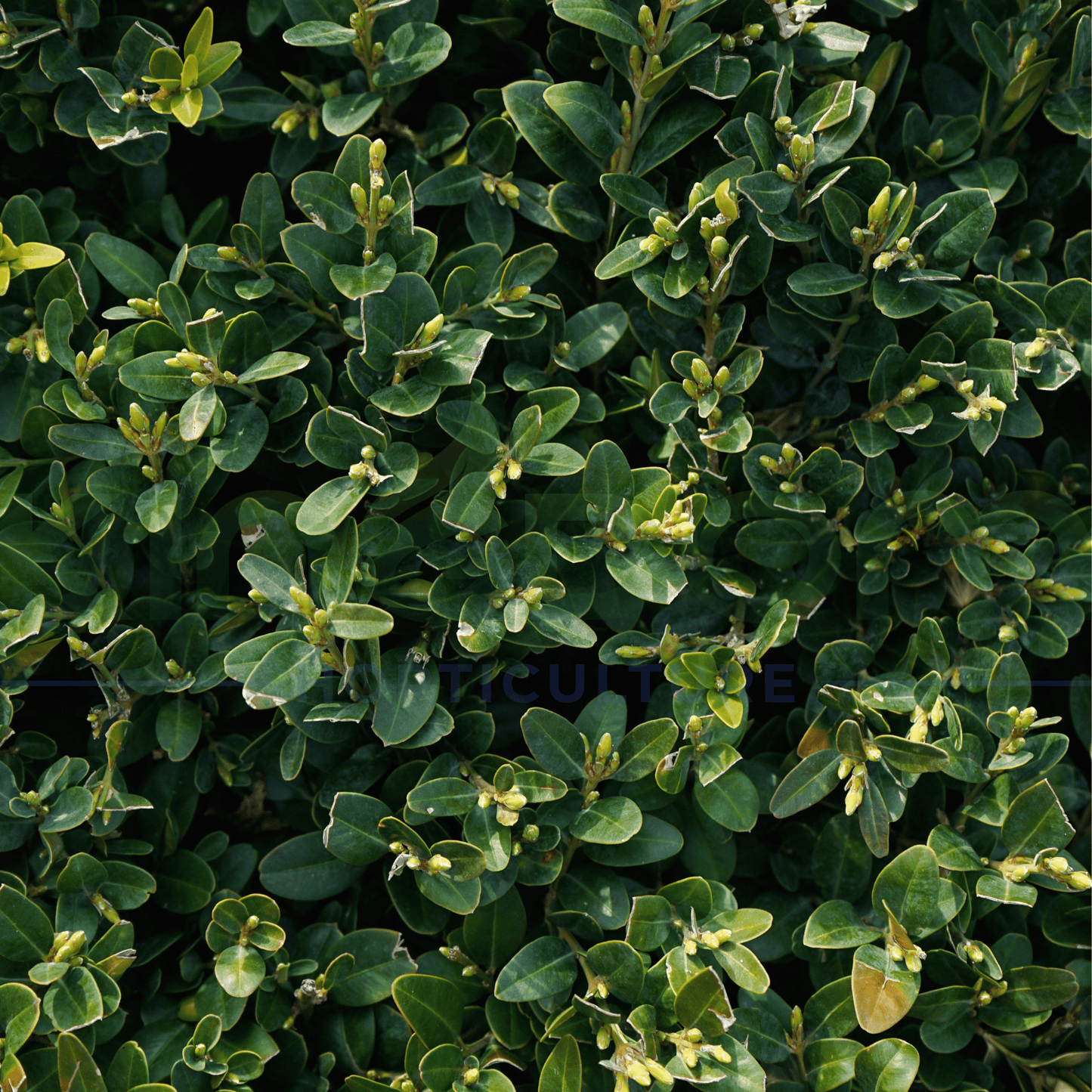 Buxus microphylla 'Faulkner' | Multiple Sizes - Kingdom Horticulture Kingdom Horticulture