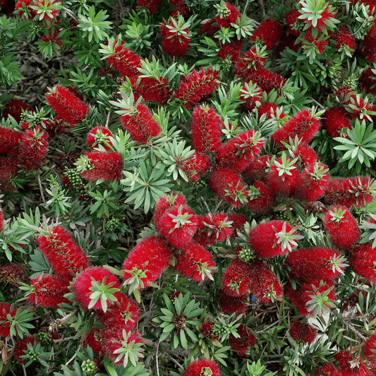 Kingdom Horticulture