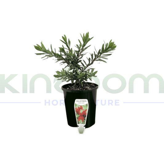 Callistemon 'Little John' | Multiple SIzes - Kingdom Horticulture Kingdom Horticulture