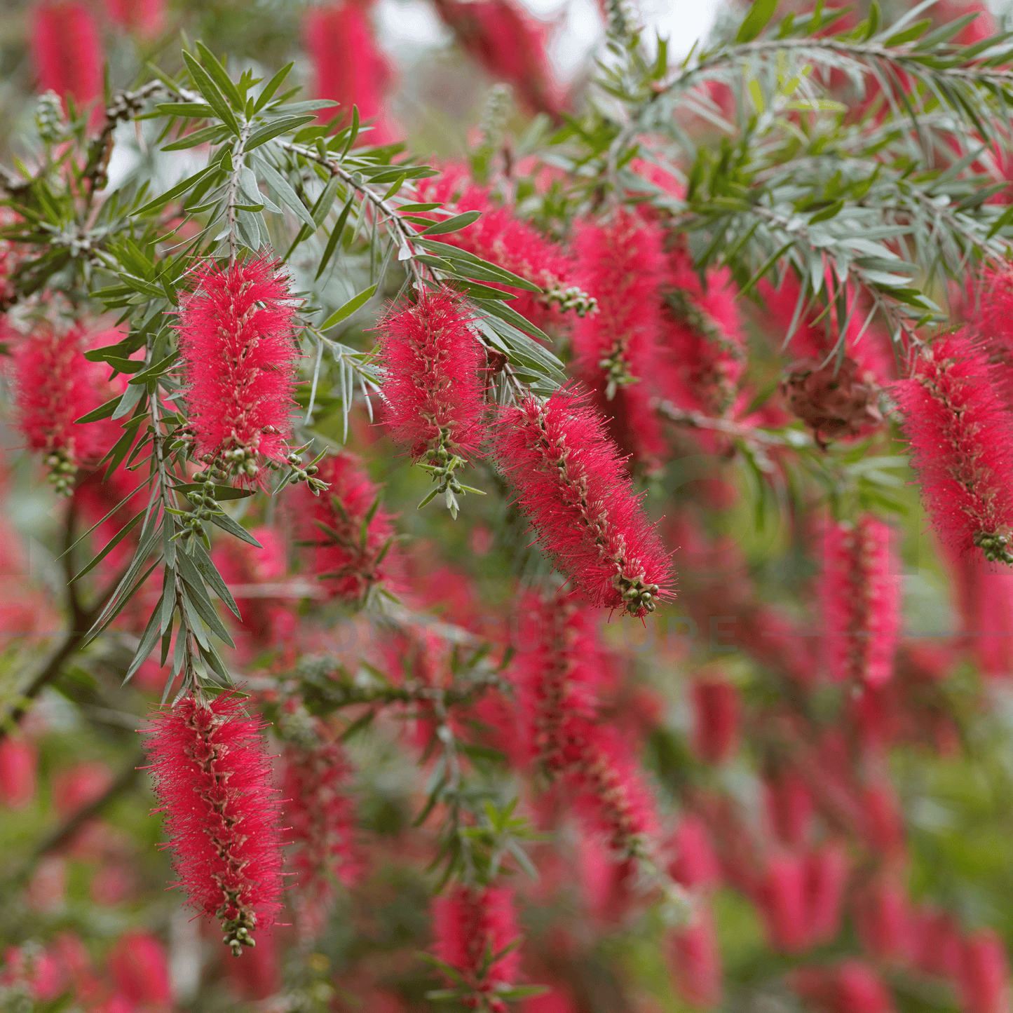 Callistemon viminalis 'Captain Cook' 200mm - Kingdom Horticulture Kingdom Horticulture