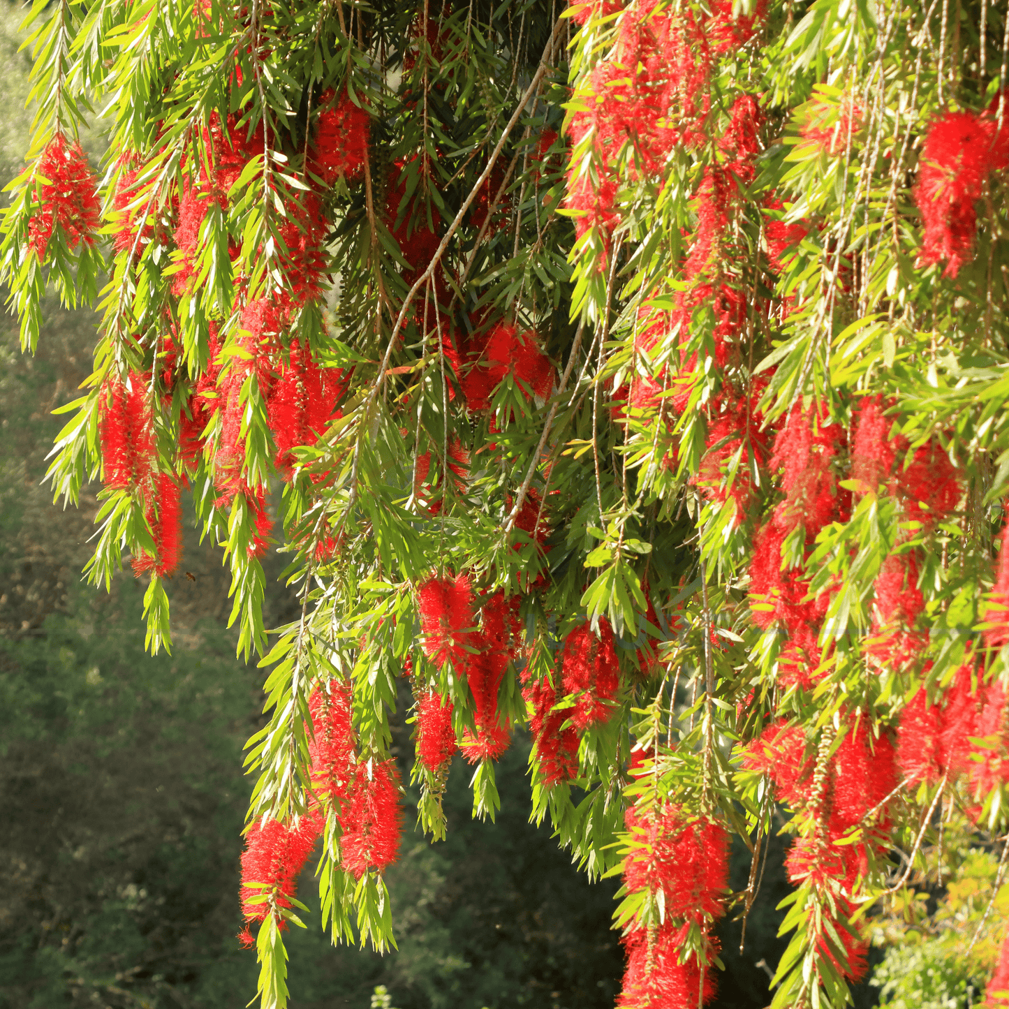 Callistemon viminalis 'Hannah Ray' - Kingdom Horticulture Kingdom Horticulture