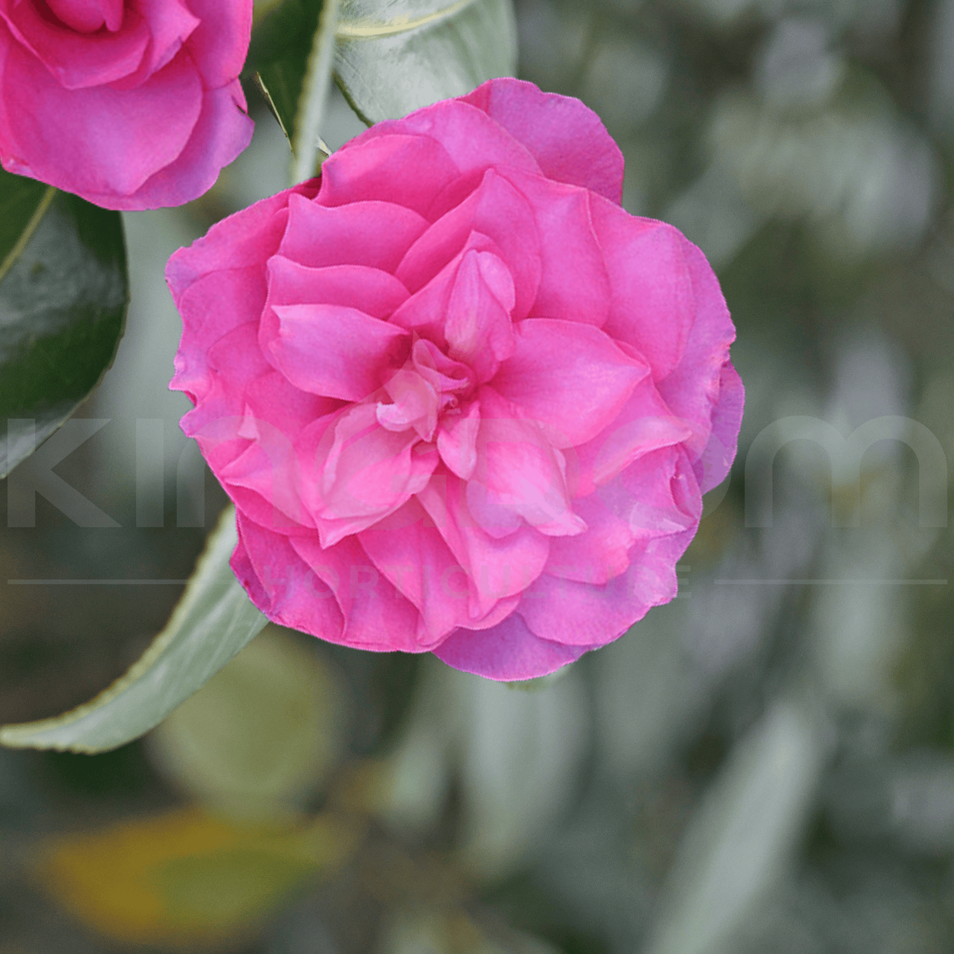 Camellia sasanqua 'Chansonette' | Multiple Sizes - Kingdom Horticulture
