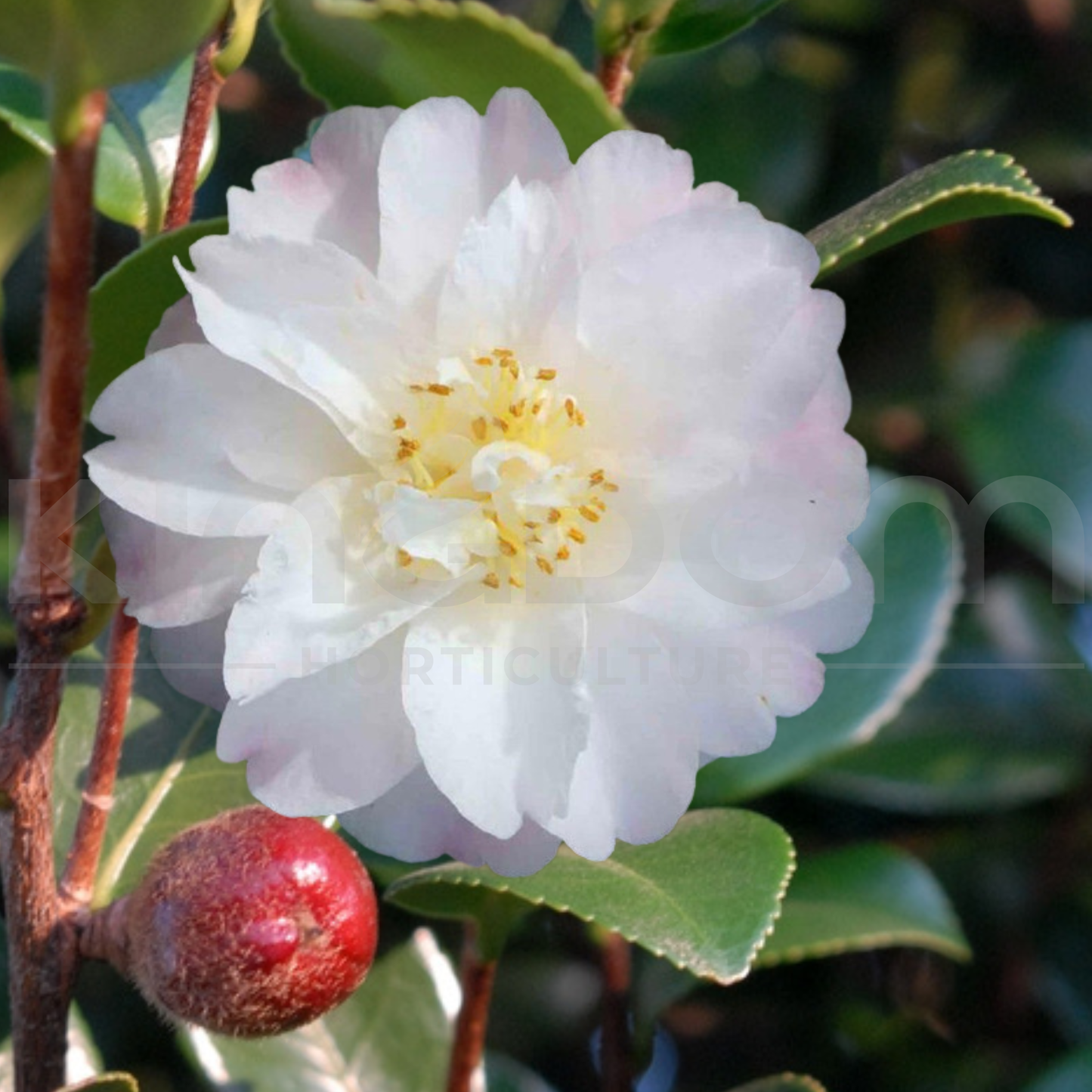 Camellia sasanqua 'Star Above Star' | Multiple Sizes - Kingdom Horticulture Kingdom Horticulture