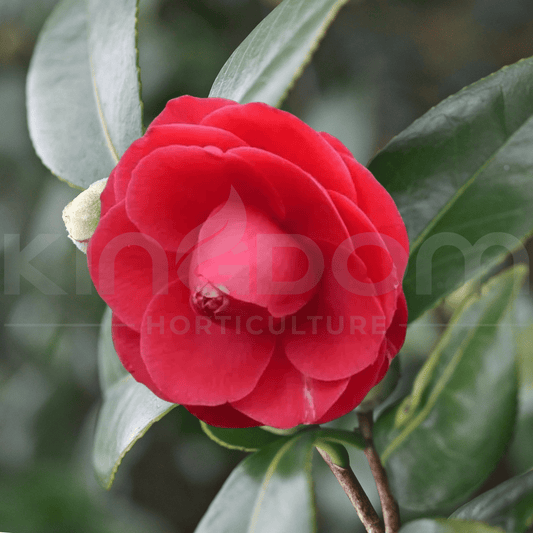 Camellia japonica 'C.M. Hovey' | Multiple Sizes - Kingdom Horticulture Kingdom Horticulture
