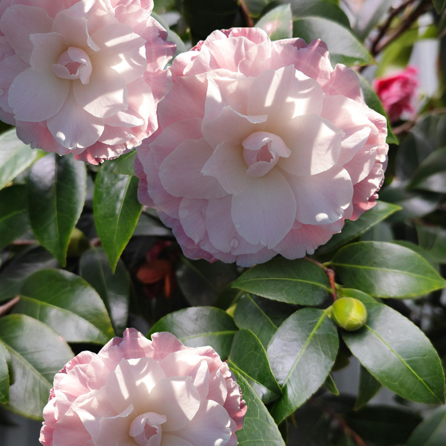 Camellia japonica 'Buttons and Bows' Kingdom Horticulture