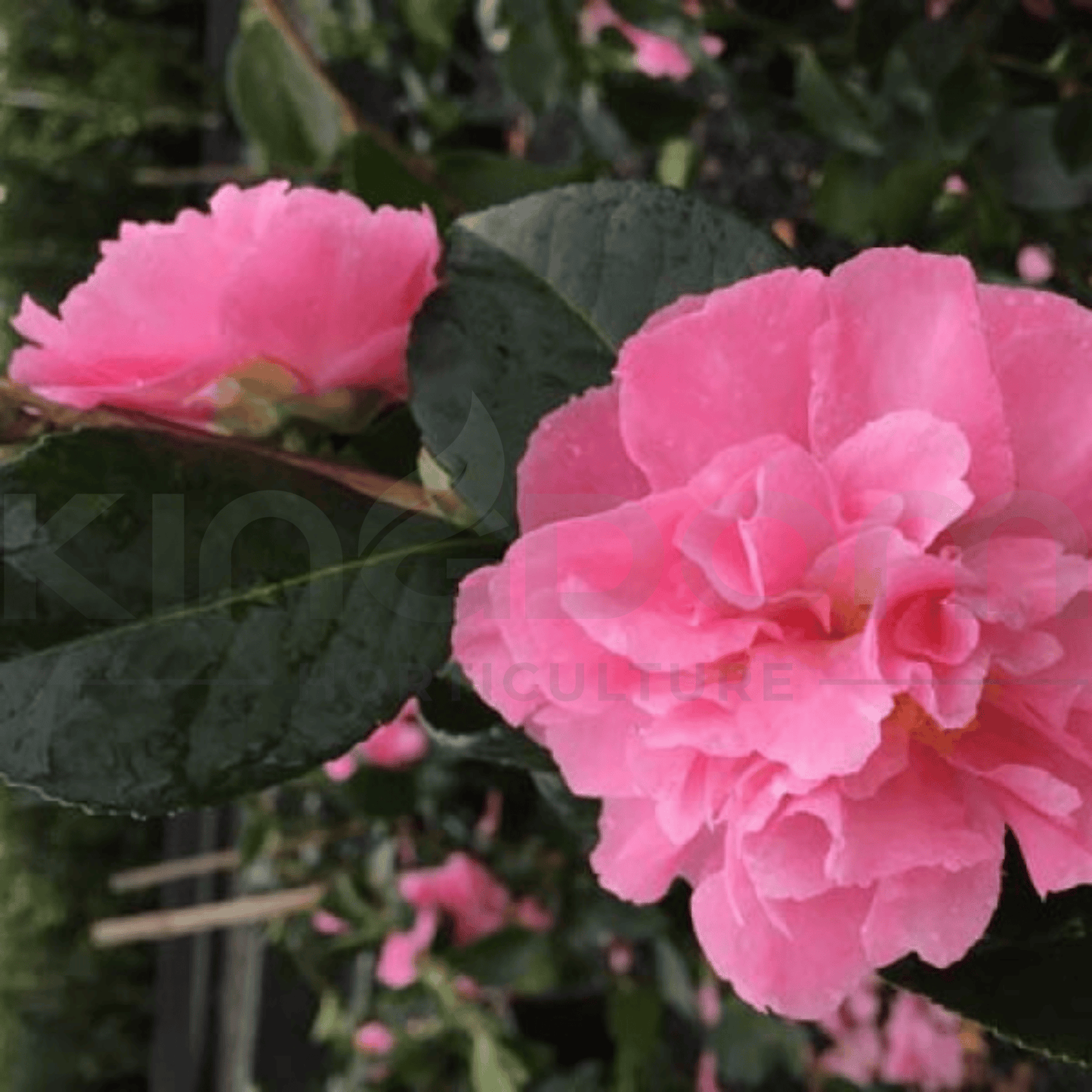 Camellia sasanqua "Marge Miller" | Multiple Sizes - Kingdom Horticulture Kingdom Horticulture