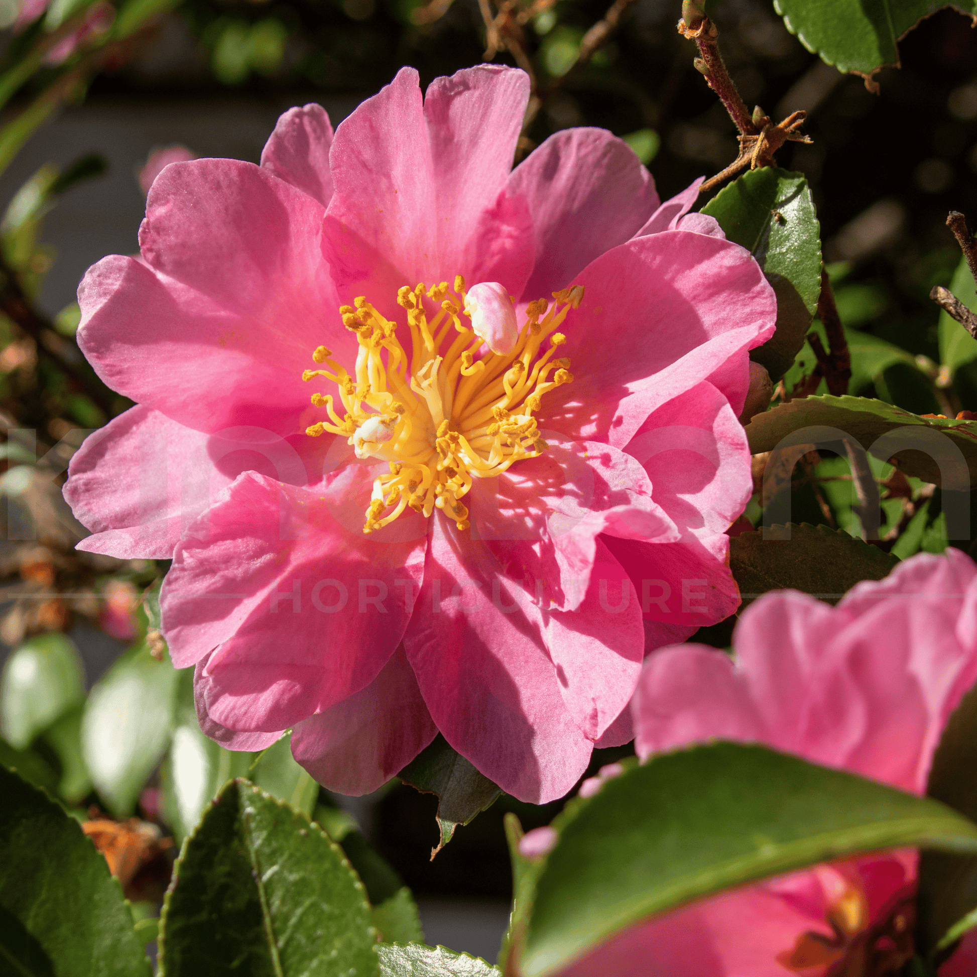 Camellia sasanqua 'Rose Ann' | Multiple Sizes - Kingdom Horticulture