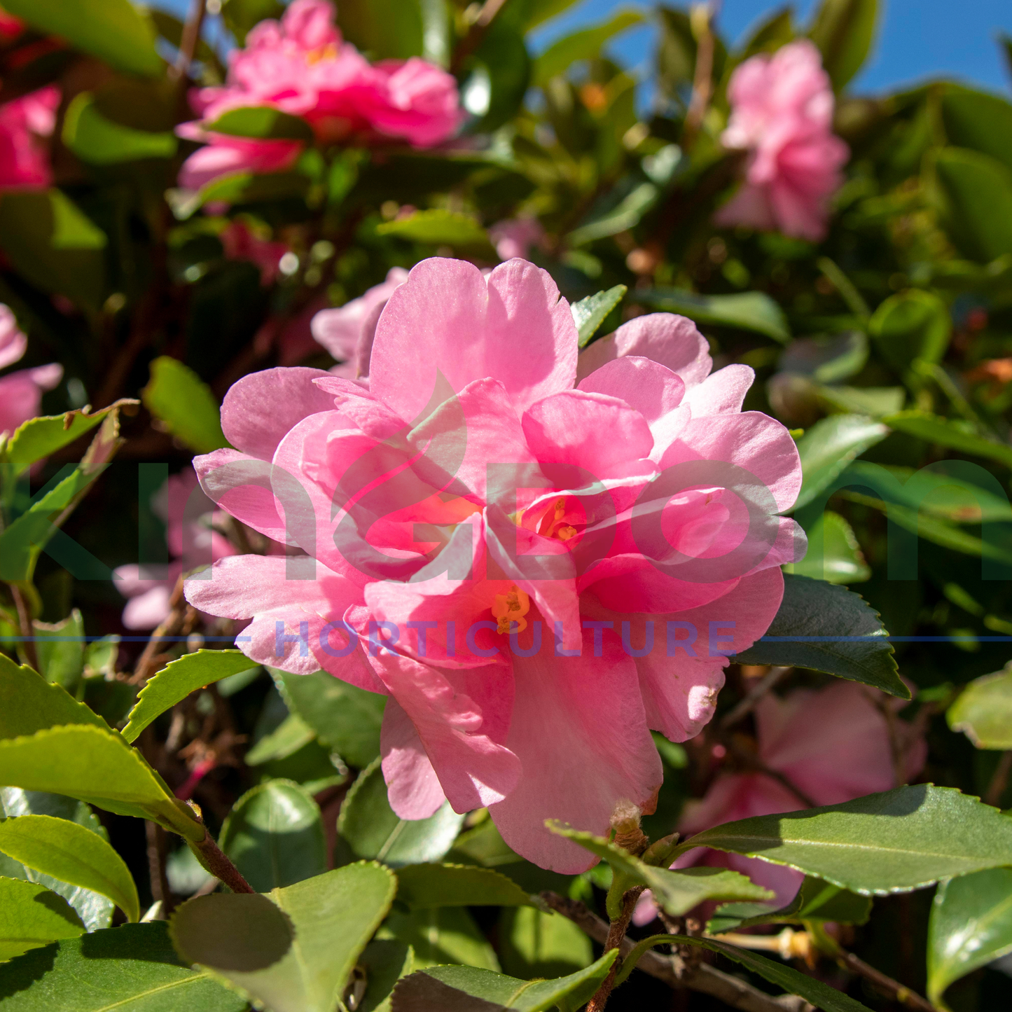 Camellia sasanqua 'Jennifer Susan' Kingdom Horticulture