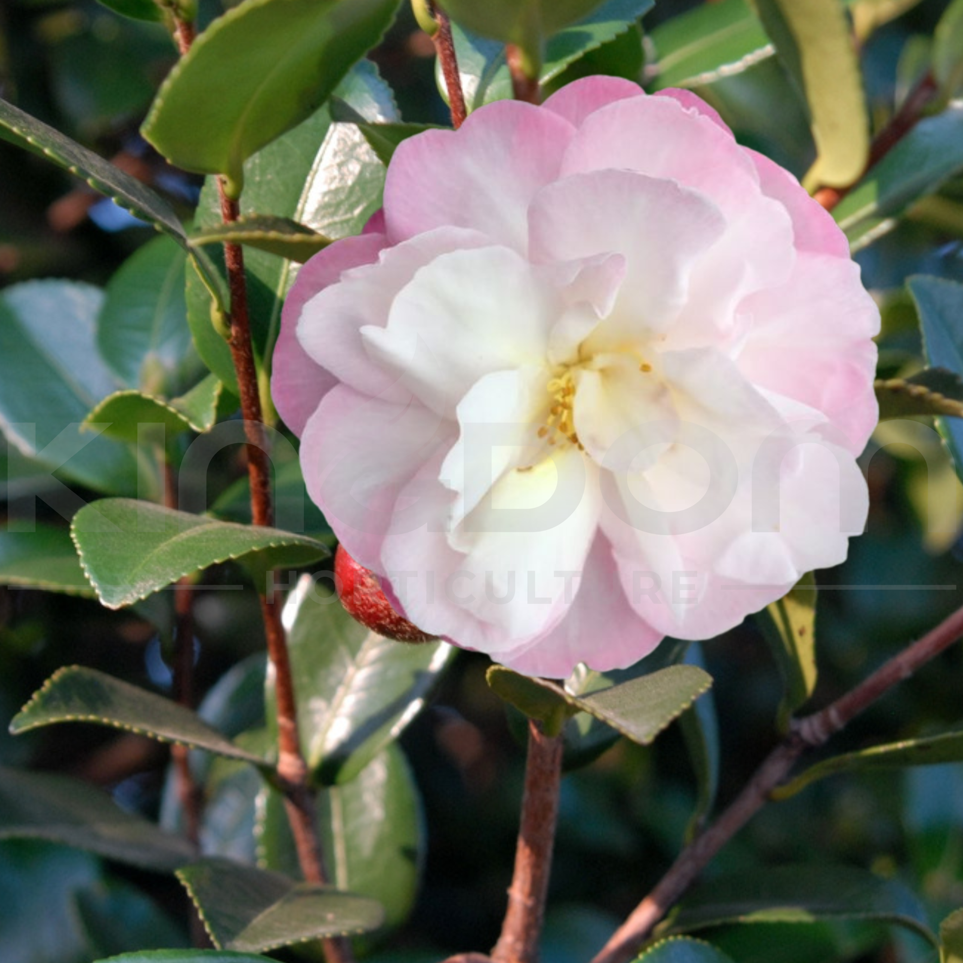 Camellia sasanqua 'Paradise Pearl' | Multiple Sizes - Kingdom Horticulture