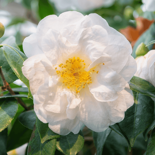 Camellia sasanqua 'Pure Silk' | Multiple Sizes - Kingdom Horticulture Kingdom Horticulture