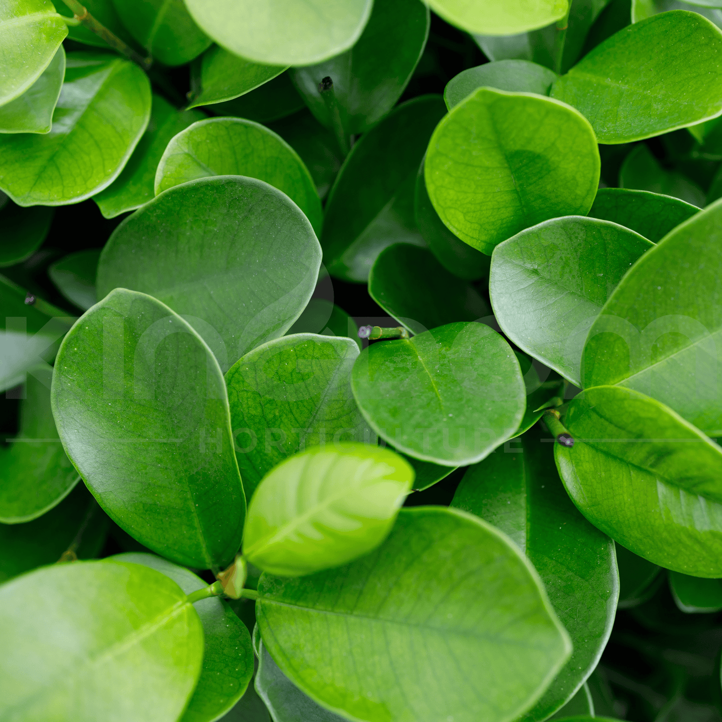 Ficus microcarpa 'Green Island' | Multiple Sizes - Kingdom Horticulture Kingdom Horticulture