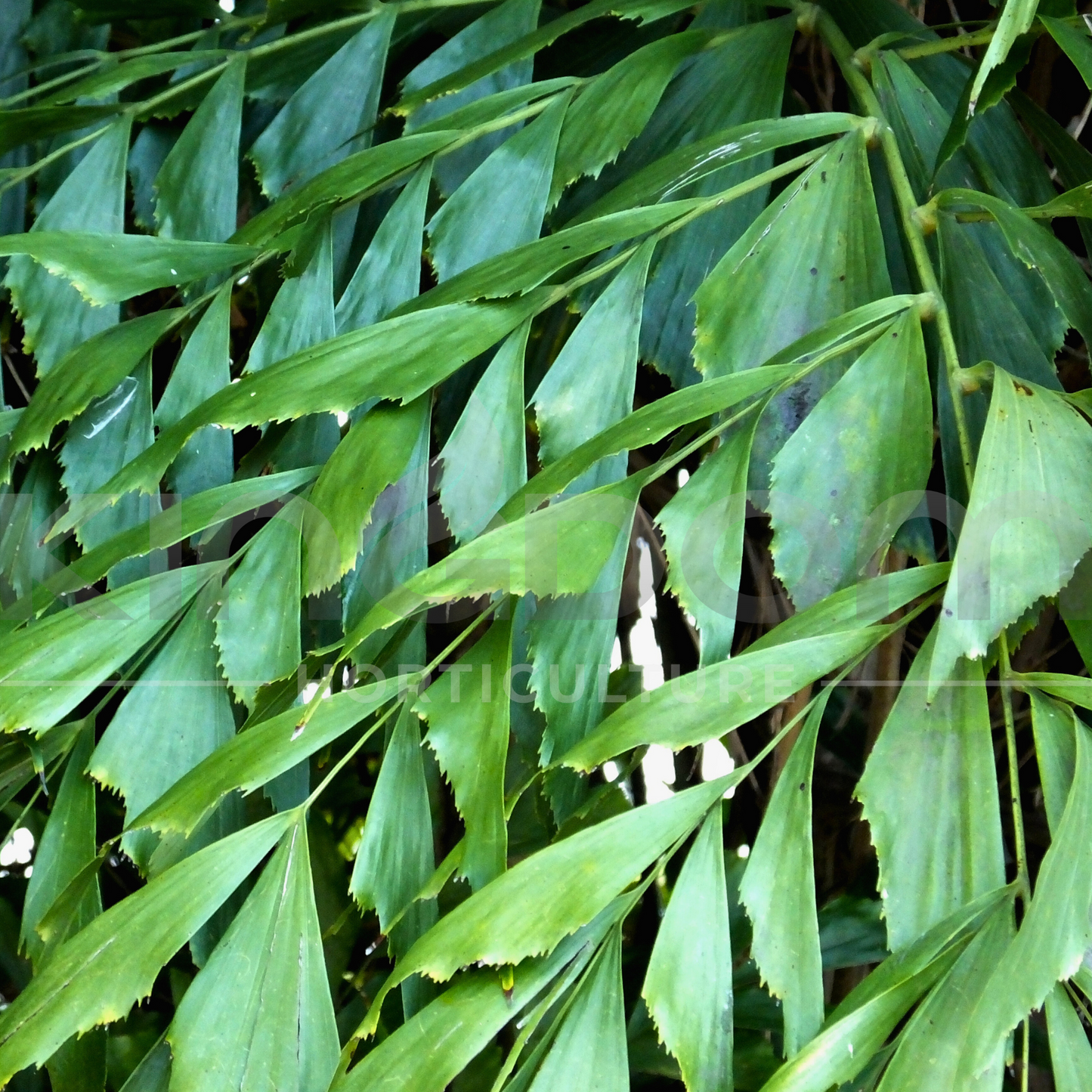 Caryota mitis ‘Fishtail Palm’ Kingdom Horticulture