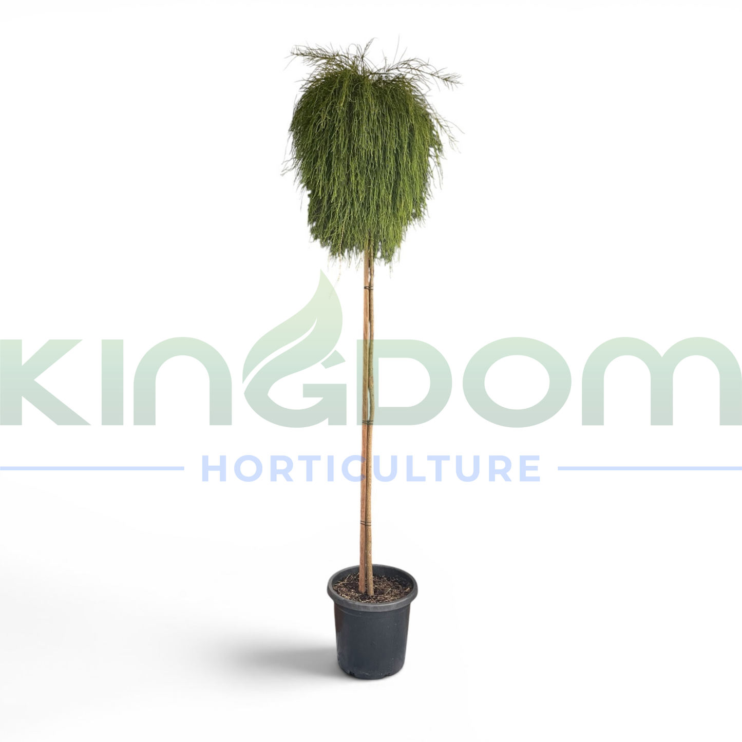 Casuarina glauca 'Cousin It' | Grafted Standard 1.6m Kingdom Horticulture