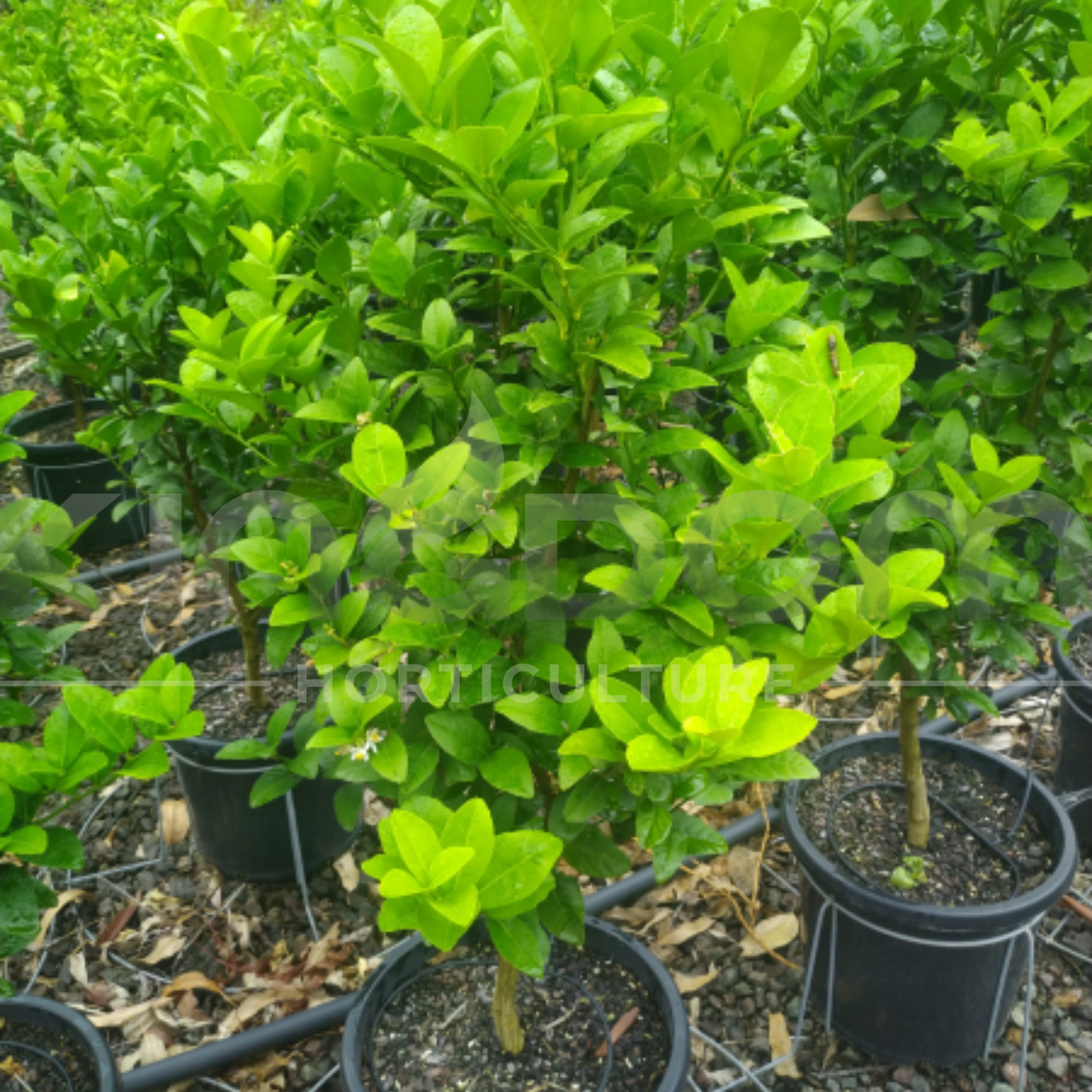 Citrus aurantifolia 'Dwarf Patio Sublime' Kingdom Horticulture