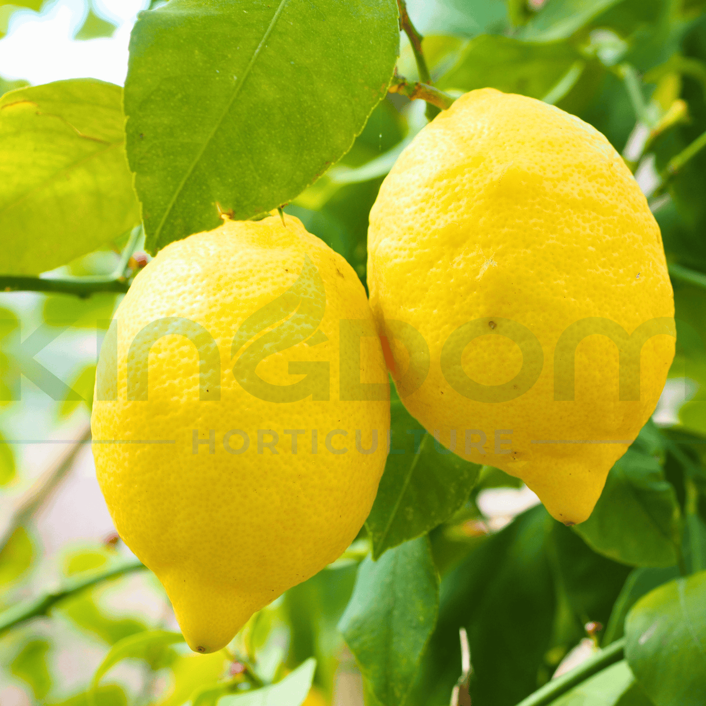 Citrus limon 'Meyer Lemon' | Grafted 500mm - Kingdom Horticulture Kingdom Horticulture